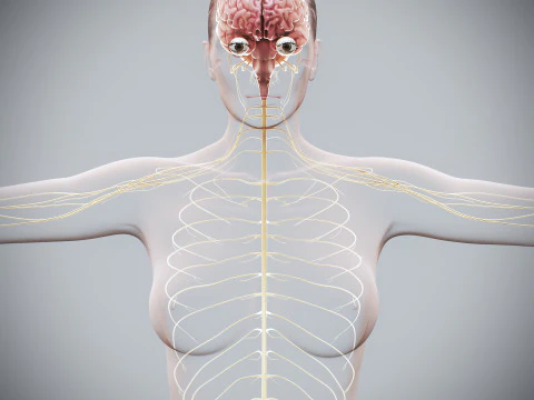 Anatomia Nervosa Feminina Humana Modelo 3D