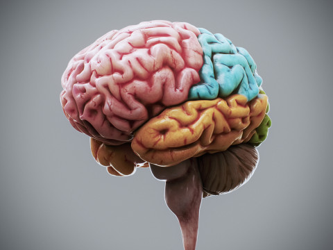 Human Female Nervous Anatomy Modelo 3D
