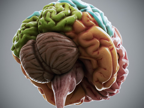Human Female Nervous Anatomy Modelo 3D