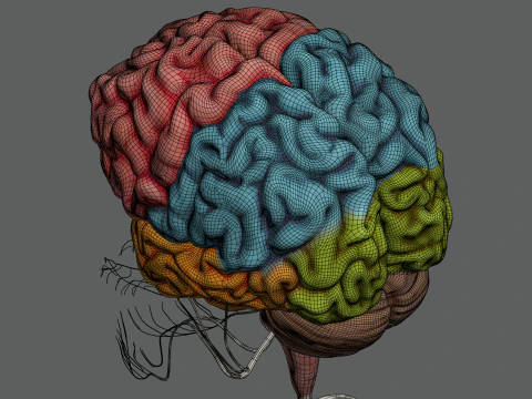 Anatomia Nervosa Feminina Humana Modelo 3D