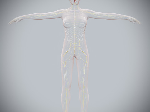 Human Female Nervous Anatomy Modelo 3D