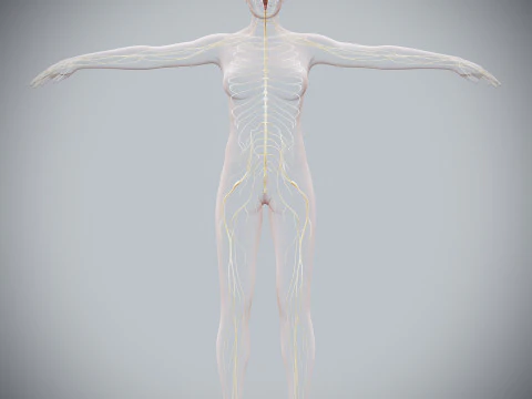 Anatomia Nervosa Feminina Humana Modelo 3D