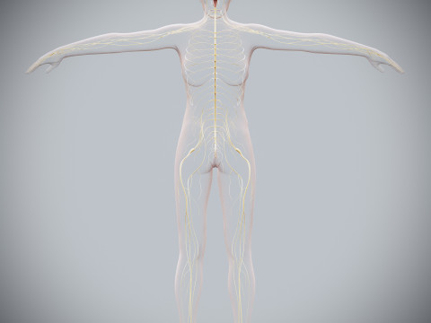 Human Female Nervous Anatomy Modelo 3D