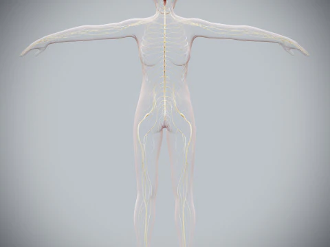 Anatomia Nervosa Feminina Humana Modelo 3D
