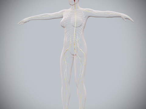 Human Female Nervous Anatomy Modelo 3D