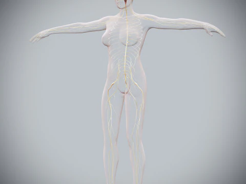 Anatomia Nervosa Feminina Humana Modelo 3D