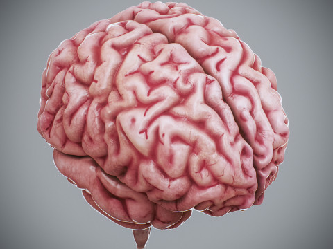 Human Female Nervous Anatomy Modelo 3D