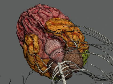 Anatomia Nervosa Feminina Humana Modelo 3D