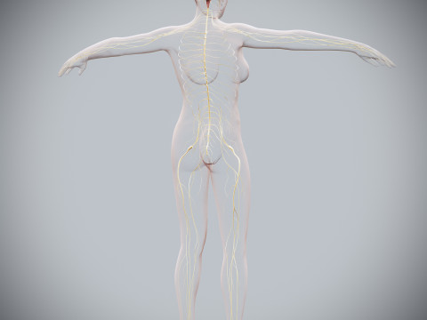 Human Female Nervous Anatomy Modelo 3D