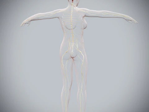 Anatomia Nervosa Feminina Humana Modelo 3D