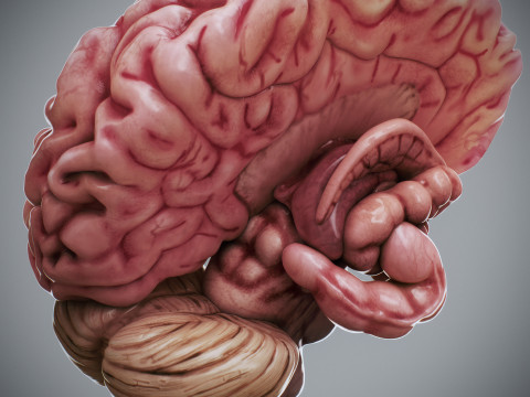 Human Female Nervous Anatomy Modelo 3D