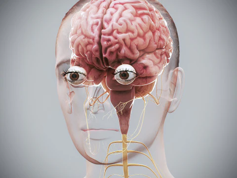 Anatomia Nervosa Feminina Humana Modelo 3D
