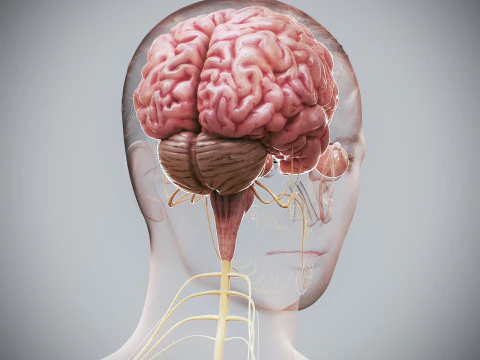 Anatomia Nervosa Feminina Humana Modelo 3D