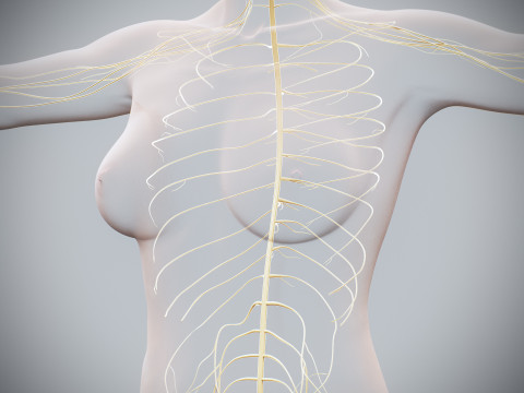 Human Female Nervous Anatomy Modelo 3D