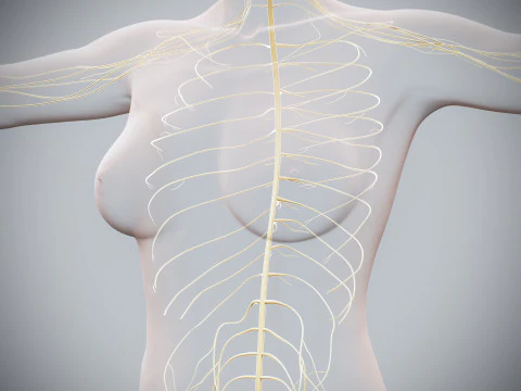 Anatomia Nervosa Feminina Humana Modelo 3D