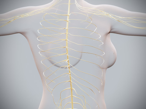 Human Female Nervous Anatomy Modelo 3D