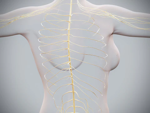 Anatomia Nervosa Feminina Humana Modelo 3D