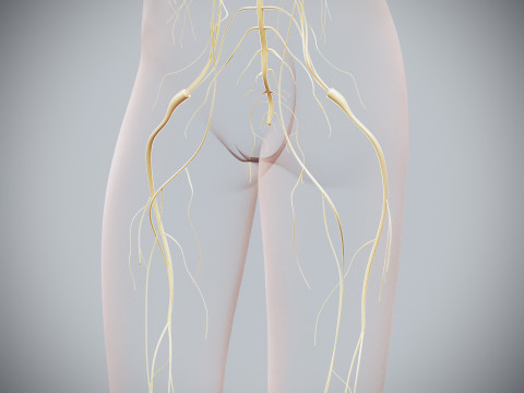 Human Female Nervous Anatomy Modelo 3D