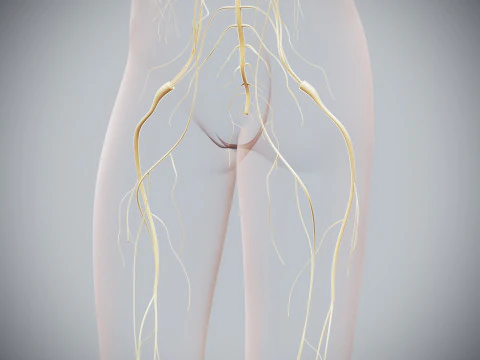 Anatomia Nervosa Feminina Humana Modelo 3D