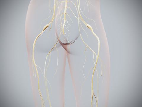 Human Female Nervous Anatomy Modelo 3D