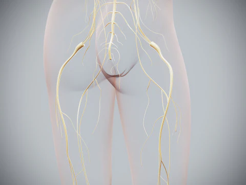 Anatomia Nervosa Feminina Humana Modelo 3D