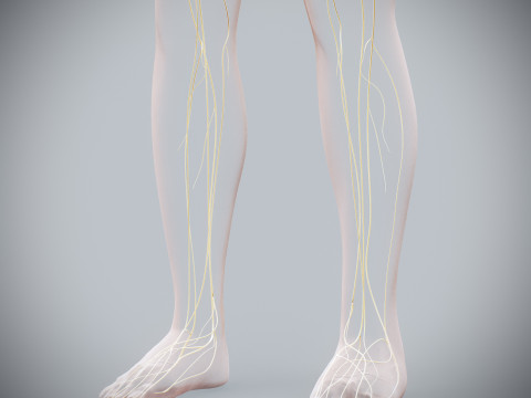 Human Female Nervous Anatomy Modelo 3D