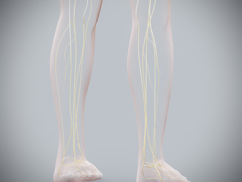 Human Female Nervous Anatomy Modelo 3D