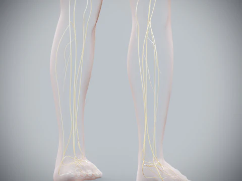 Anatomia Nervosa Feminina Humana Modelo 3D