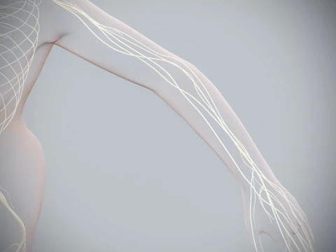 Anatomia Nervosa Feminina Humana Modelo 3D