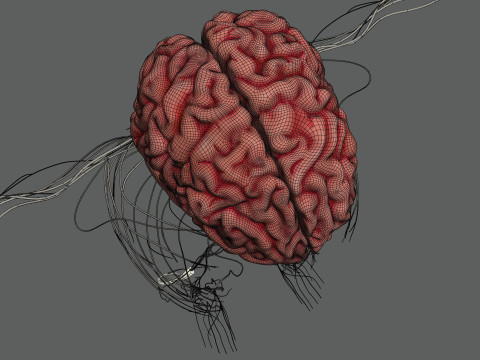 Human Female Nervous Anatomy Modelo 3D
