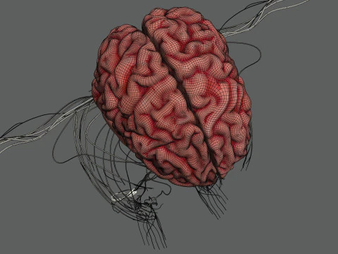 Anatomia Nervosa Feminina Humana Modelo 3D