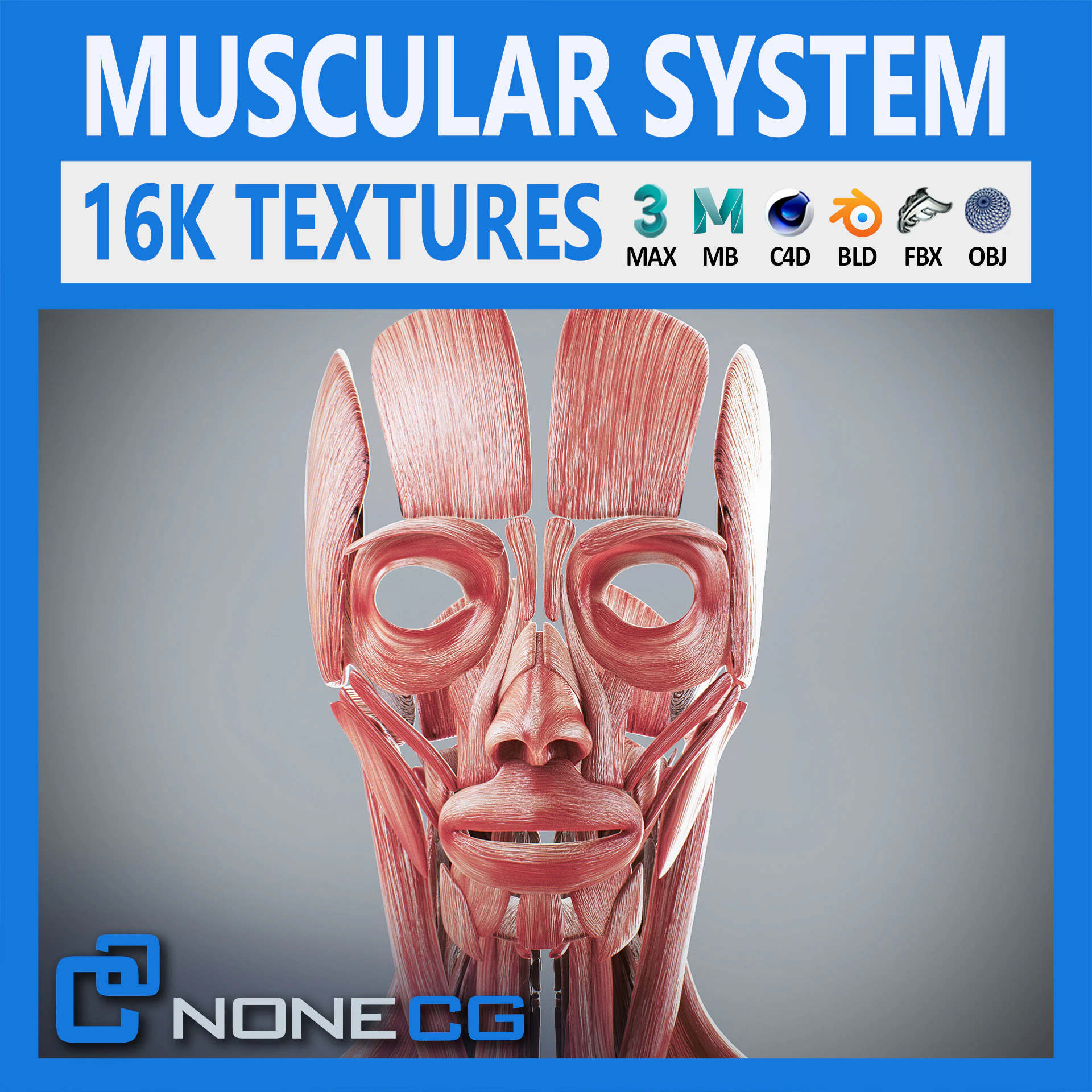 Menselijke vrouwelijke spieranatomie 3D Model .c4d .max .obj .3ds .fbx .stl .blend 