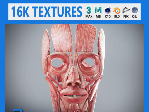 Human Female Muscular Anatomy Modelo 3D