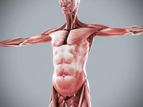 Menselijke vrouwelijke spieranatomie 3D Model