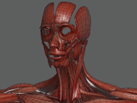 Menselijke vrouwelijke spieranatomie 3D Model