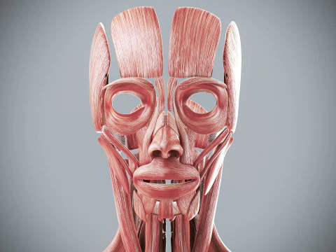 Menselijke vrouwelijke spieranatomie 3D Model
