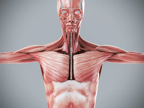 Menselijke vrouwelijke spieranatomie 3D Model