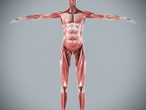 Human Female Muscular Anatomy 3D मॉडल