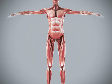 Menselijke vrouwelijke spieranatomie 3D Model