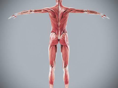Human Female Muscular Anatomy 3D मॉडल