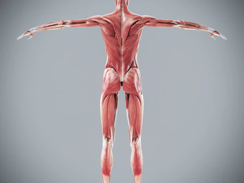 Menselijke vrouwelijke spieranatomie 3D Model