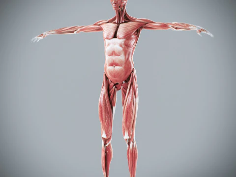 Menselijke vrouwelijke spieranatomie 3D Model