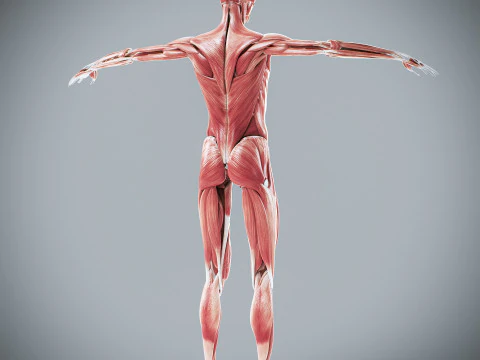 Menselijke vrouwelijke spieranatomie 3D Model