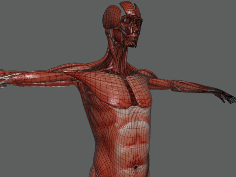 Menselijke vrouwelijke spieranatomie 3D Model