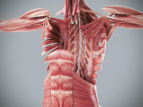 Menselijke vrouwelijke spieranatomie 3D Model