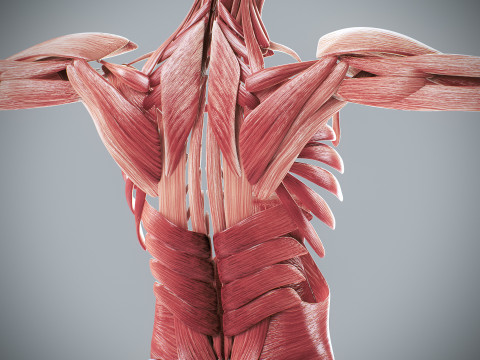 Human Female Muscular Anatomy 3D मॉडल