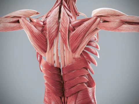 Menselijke vrouwelijke spieranatomie 3D Model