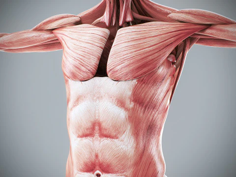 Menselijke vrouwelijke spieranatomie 3D Model