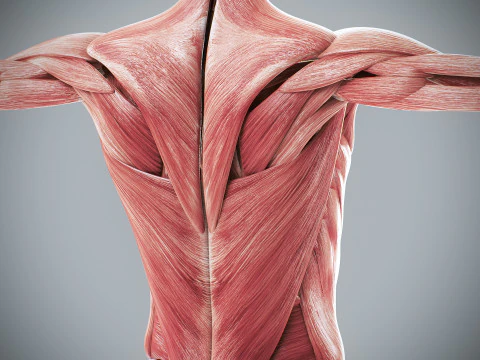 Menselijke vrouwelijke spieranatomie 3D Model