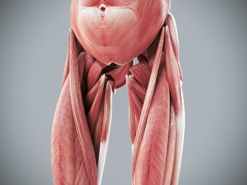 Human Female Muscular Anatomy 3D मॉडल